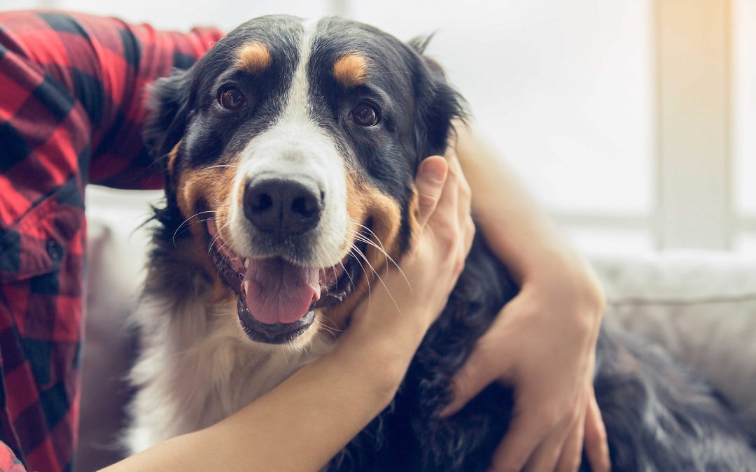Dyrehold i borettslag og sameier